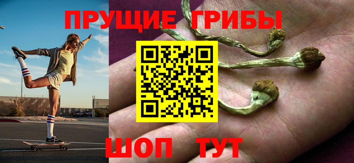 Псилоцибиновые грибы Psilocybe Тихорецк